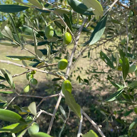 לינה וארוחת בוקר Casale Dell'assiolo 3*