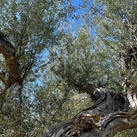Nocleg ze śniadaniem Casale Dell'assiolo Castiglione del Lago